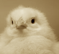 chick